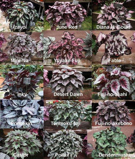 Plant Leaf Identification, Goth Garden, Ferns Garden, Fancy Flowers, Low Light Plants, Plant Identification, Pretty Plants, Gorgeous Gardens, Shade Plants