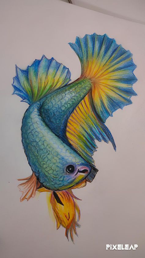 Drawing Of A Fish. Realistic Fish Drawing, Tropical Fish Drawing, Drawing Of A Fish, Fish Drawing, Fish Drawings, Model Drawing, Book Art Drawings, Realistic Drawings, Tropical Fish