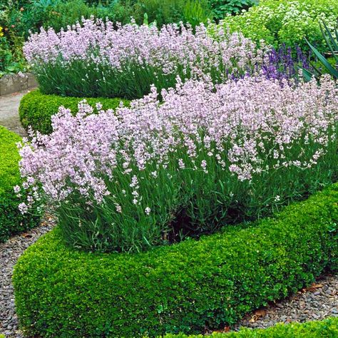 Boxwood Landscaping Front Yard, Boxwood Shrub, Boxwood Shrubs, Hedges Landscaping, English Boxwood, Groundcover Plants, Boxwood Landscaping, Plant Beds, Buxus Sempervirens