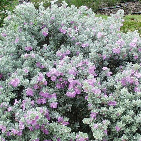 Texas Sage!!! Texas Evergreen Landscape, Best Bushes To Plant In Texas, Texas Native Garden, South Texas Landscaping, Sage Tree, Lake Plants, Xeriscape Plants, Sage Bush, Southwest House