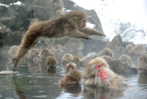 Japanese macaque monkeys, known as "snow monkeys," take an open-air hot spring bath as snowflakes fall at the Jigokudani Monkey Park in the town of Yamanouchi, Nagano prefecture on Jan. 19, 2014. Monkeys In Hot Springs, Rhesus Macaque, Jigokudani Monkey Park, Snow Monkeys, Macaque Monkey, Japanese Macaque, Winter In Japan, Japan Lifestyle, Snow Monkey