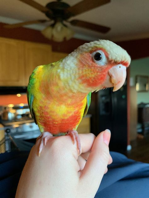 Baby Pineapple, Green Cheek Conure, Conure Parrots, Bird Ideas, Colorful Birds, Amazing Animals, Birdy, Kiwi, Pet Birds