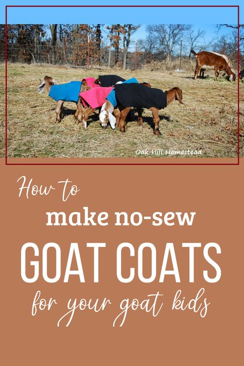 How to make no-sew goat coats for your goat kids. Click for the directions. Goat Blanket Diy, Goat 4h Projects, Goat Coat Pattern, 4h Goat Project Ideas, Goat Signs Funny, 4-h Goat Project, Boar Goats, Goat Blanket, Goat Accessories