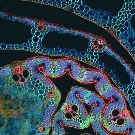 CSIRO on Instagram: "What's under the microscope? 🔬 See if you can guess from these crafty clues: ⭐ It has over 120,000 different varieties. ⭐ It's grown on every continent except Antarctica. ⭐ It has historically been used in building material, including in a very famous structure. Let us know your guess! 👇 #UnderTheMicroscope #SXSW #TastyCloseUp #CSIRO #WeLoveScience [Image description: Close up picture of a colourful structure with many different shapes under a microscope.]" Micro Organisms Art, Crystals Under Microscope, Mold Under Microscope, Bacteria Under Microscope, Microbiology Aesthetic, Cells Under Microscope, Microscope Photography, Mould Art, Microscope Art