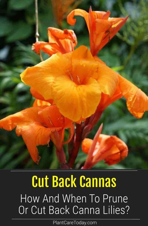 How And When To Prune Or Cut Back Canna Lilies? Orange Canna Lily, Canna Lily Landscaping Ideas, Cannas Plant, Canna Lily Landscaping, Canna Lily Care, Clean Landscaping, Canna Lily Garden, Overwintering Plants, Canna Lillies