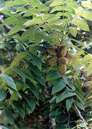 Butternut Tree Fruit, Butternut Tree Nuts Butternut Tree, Trees Images, Tree Photos, Japanese Maples, Tree Photo, Tree Nursery, Beautiful Trees, River Bank, Ornamental Trees