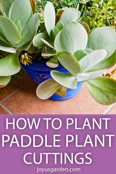 Flap Jack Succulent, Succulent Tips, Kalanchoe Luciae, Paddle Plant, Big Indoor Plants, Succulent Cuttings, Propagating Succulents, Succulent Gardening, Succulent Care