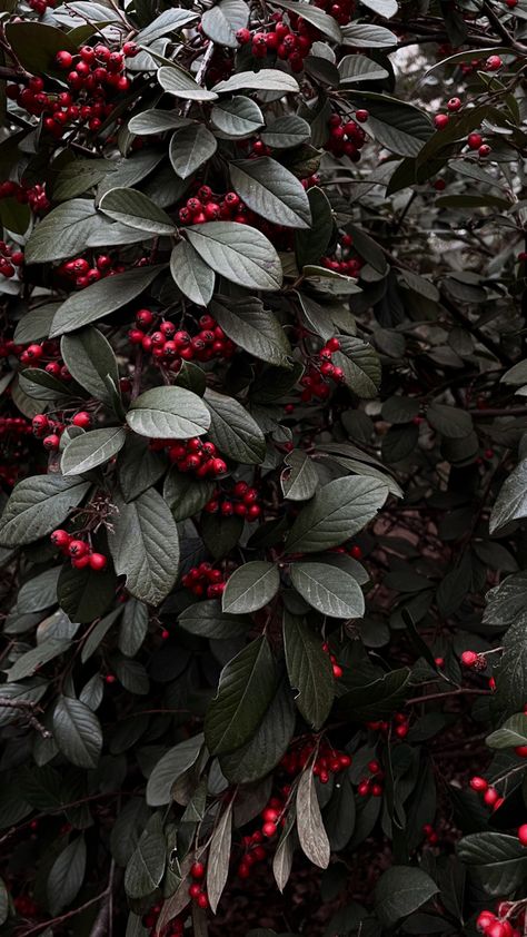 Cranberry Red Aesthetic, Remembrance Day Aesthetic, Berries Aesthetic Wallpaper, Red Holiday Aesthetic, Berry Wallpaper Aesthetic, Winter Phone Wallpaper Aesthetic, Cranberries Aesthetic, Blackbird Aesthetic, Cranberry Aesthetic