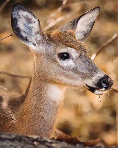 Deer Looking Up, Daria Painting, Deer Side Profile, Deer Side View, Deer Profile, Deer Pictures, Fallow Deer, Deer Painting, Wildlife Pictures