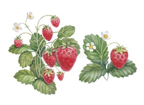 Strawberry Bush, Illustration Botanique Vintage, Strawberry Drawing, Strawberry Art, Strawberry Leaves, Fruit Wall Art, Illustration Botanique, Botanical Illustration Vintage, Strawberry Plants