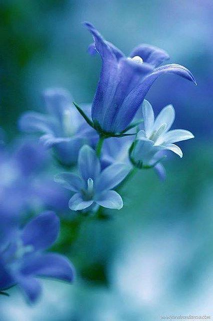 Photo | Light blue forget-me-nots from my tumblr blog | Firepower Flower | Flickr ขวดโหล Mason Jar, Light Blue Flowers, Wallpaper Vintage, Flower Beauty, Beautiful Blooms, Shade Garden, Blue Flower, The Blues, Dream Garden