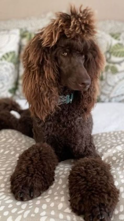 Standard Poodle Aesthetic, Toy Poodle Haircut Styles, Poodle Teddy Bear Cut, Standard Poodle Cuts, Poodle Hairstyles, Puppy Pfp, Standard Poodle Grooming, Standard Poodle Haircuts, Toy Poodle Haircut