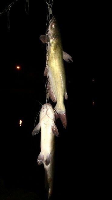 Night fishing for catfish for the first time Ikan Lele, Catfish Fishing, Night Fishing, Catfish, First Time, Fishing, The First, Fish, Quick Saves