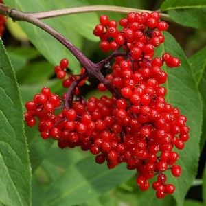 Edible Garden Ideas, Oregon Native Plants, Northwest Native Plants, Elderberry Plant, Soil And Water Conservation, Dream Forest, Garden Orchard, Cold And Cough Remedies, Beautiful Oregon