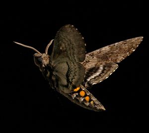 Moth in flight... Tomato Hornworm, Moth Fly, Hawk Moth, Nocturnal Animals, Bugs And Insects, In Flight, Natural World, Animal Kingdom, Moth