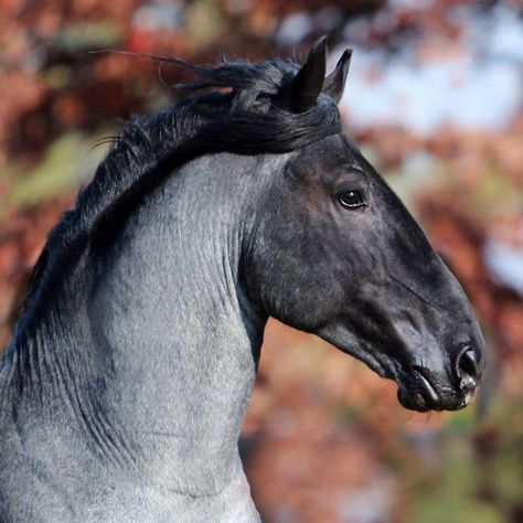 'Carletto' - Italian Murgese stallion Hair Sketches, Blue Roan Horse, Roan Horse, All Horse Breeds, Horse Inspiration, Blue Roan, Andalusian Horse, Black Horses, Horse Face