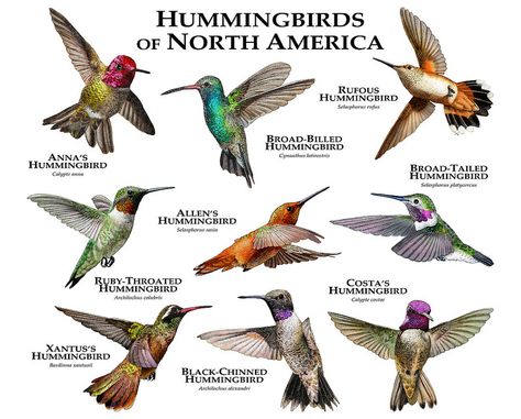 Hummingbirds of North America....ROGER D HALL.....a scientific illustrator specializing in wildlife and architectural subjects....predominantly self-taught....works with pen and ink....artwork has appeared in numerous media (newspaper, books, website, etc)....a Minnesota native now based in Oakland, California....associated with several zoos and aquariums in the US Hummingbird Species, Hummingbird Plants, Bird Identification, Hummingbird Garden, Humming Bird, How To Attract Hummingbirds, Humming Bird Feeders, Backyard Birds, Pretty Birds