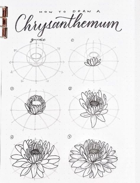 Autumn Flowers Drawing, How To Draw Leaves, Mum Drawing, Chrysanthemum Drawing, Learn To Draw Flowers, Hur Man Ritar Blommor, Botanical Sketches, Flower Drawing Tutorials, Flower Art Drawing