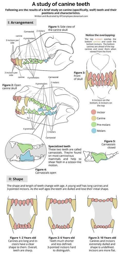 Vet Tech Notes, Vet School Motivation, Canine Anatomy, Vet Tech School, Veterinary Nursing, Canine Teeth, Vet Nursing, Veterinary Tech, Vet Technician