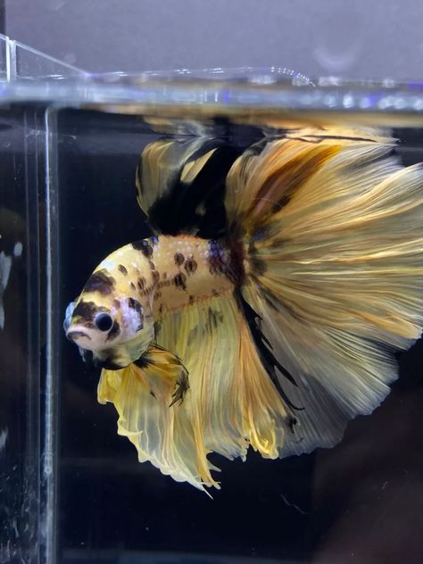 Live Betta Fish Male Halfmoon Yellow Galaxy USA SELLER M2308 | eBay Betta Fish Photography, Yellow Galaxy, Pretty Fish, Beta Fish, Baby Fish, Cool Fish, Pets 3, Pet Fish, Exotic Fish