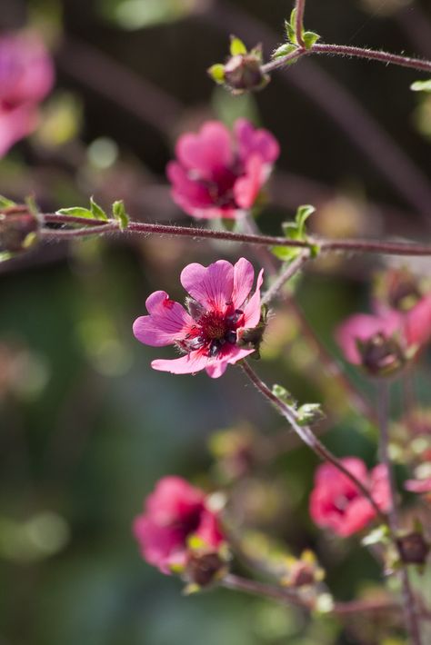 Potentilla nepalensis | /RHS Gardening Border Ideas, Garden Border, Buy Plants Online, Plants Ideas, Dry Garden, Wildlife Gardening, School Garden, Plant Spacing, Garden Show