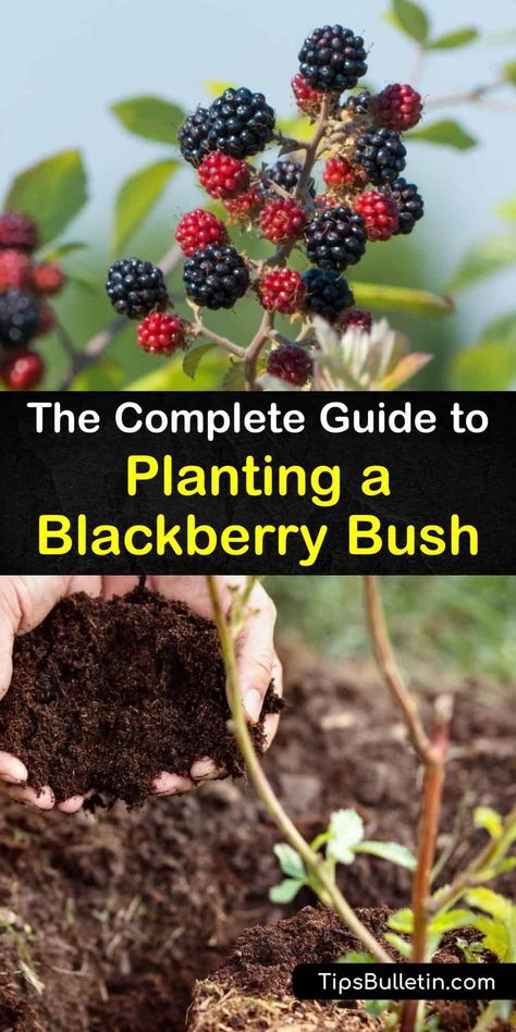 Planting Blackberries - Clever Tips for Growing Blackberry Bushes Planting Blackberries, Blackberry Trellis, Raspberry Bushes, Blackberry Bushes, Elderberry Tree, Blackberry Patch, Thornless Blackberries, Blueberry Gardening, Underground Greenhouse