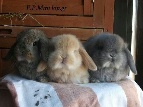 Honey bunnies Cute Bunny Pictures, Holland Lop, Fluffy Bunny, Pet Bunny, Bunny Pictures, Baby Bunnies, Cute Animal Pictures, Hamsters