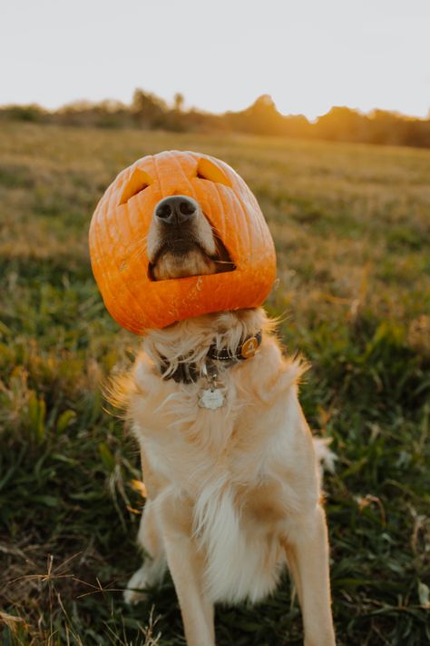 Fall Dog Photos, Dog Photo Ideas, Facts About Halloween, Dog Calendar, Dog Photoshoot, Fall Dog, Halloween Dog, Dog Photo, Fall Photoshoot