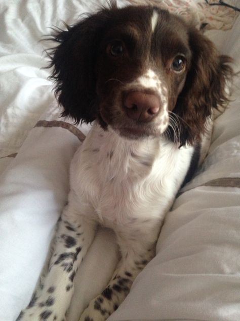 Sprocker Spaniel Puppies, Sprocker Spaniel, Rat Dog, Springer Spaniel Puppies, Spaniel Puppies, English Springer Spaniel, Springer Spaniel, Baby Puppies, Cute Animal Photos