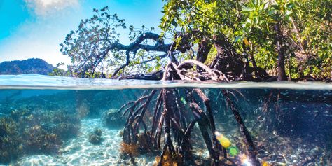 White Tree Branches, Mangrove Swamp, Roatan Honduras, Mangrove Forest, Poppy Painting, Roatan, White Tree, Boat Tours, Tropical Beach