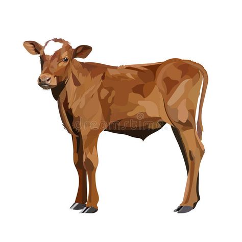 Brown Cow Drawing, Calf Illustration, Family Bingo, Pets Illustration, Cow Drawing, Brown Cow, Cow Calf, Kit Kat, Bingo