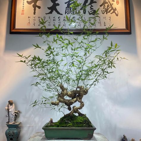 Bamboo Bonsai, Nandina Plant, Dracaena Sanderiana, Plant Care Guide, Bamboo Care, Forest Style, Lucky Bamboo, Bonsai Art, Fast Growing Plants