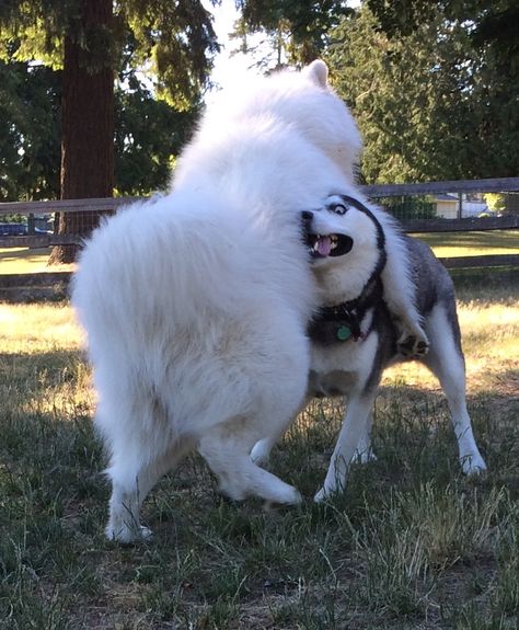 Husky And Samoyed, Samoyed Husky, Wolf Husky, Samoyed Dogs, Snow Dogs, Mad Dog, Husky Dogs, Cute Cats And Dogs, Siberian Husky