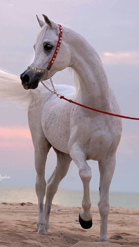 arabian horse Cai Arabi, White Arabian Horse, Black Arabian Horse, Arabic Horse, Arab Horse, Arabian Horse Art, Arabian Stallions, Beautiful Arabian Horses, Pastel Sunset