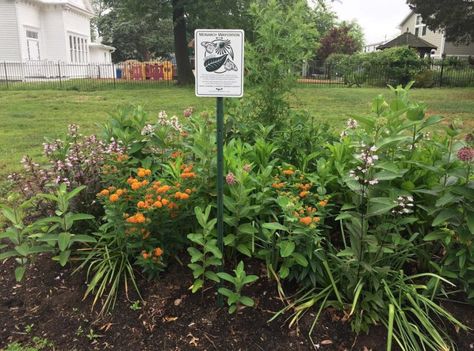 Monarch Waystation, Monarch Garden, Monarch Butterfly Garden, Asclepias Incarnata, Milkweed Plant, Swamp Milkweed, Conservation Biology, Asclepias Tuberosa, Orange Blossoms