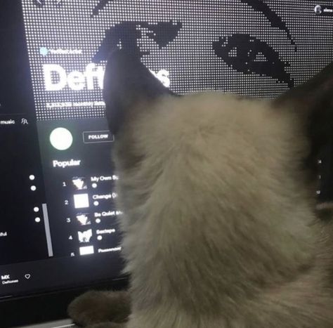 A Cat, Instagram Profile, Laptop, Computer, On Instagram, Instagram