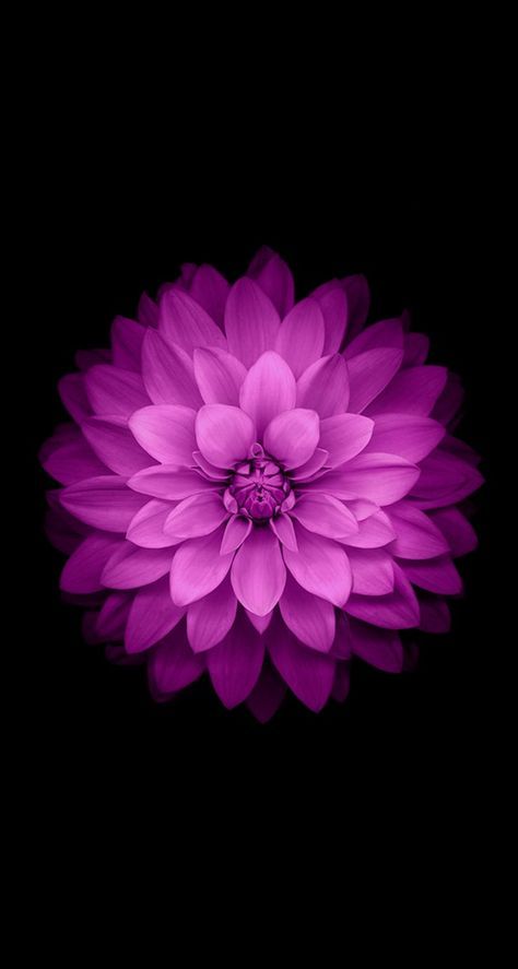 Old Iphone, Purple Flower, Flower Wallpaper, Black Background, I Hope, Wallpapers, Iphone, Purple, Black