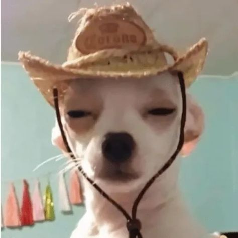 Cowboy Reaction Pic, Mexican Reaction Pics, Cow Wearing Cowboy Hat, Mexican Cowboy Hat, Dog Sombrero, Dogs With Hats, Grad Speech, Silly Cowboy, Sticker Images