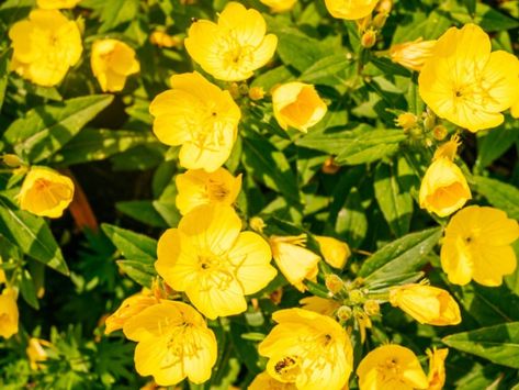 How To Grow Yellow Evening Primrose Plants Yellow Evening Primrose, Yellow Primrose Flower, Yellow Primrose, Primrose Plant, Evening Primrose Flower, Easter House, Primrose Flower, Primrose Yellow, Smelling Flowers