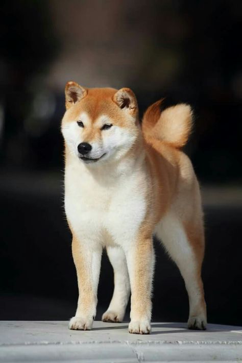 N/A Shiba Inu Puppy White, Sheeba Inu Dogs, Shiba Inu Colors, Spitz Breeds, Shiba Inu Mix, Shiba Inu Sitting, Akita Puppies, Akita Inu, Akita Dog