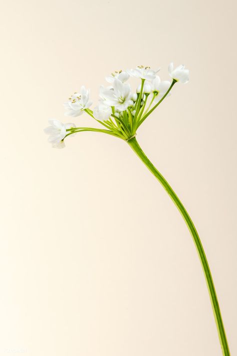 Natural white Allium Neapolitanum flower | premium image by rawpixel.com / Teddy Rawpixel White Aster Flower Aesthetic, White Stock Flower, Allium Neapolitanum, White Allium, White Astrantia Flower, White Astrantia, White Hellebore Flower, Star Of Bethlehem, Bethlehem