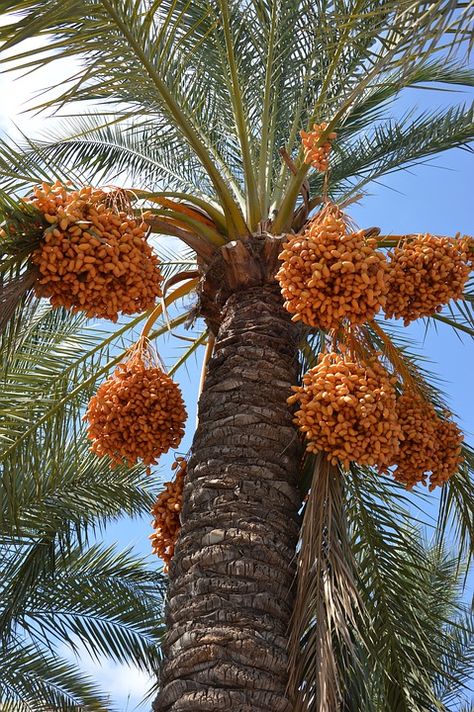 Akbash Dog, Phoenix Dactylifera, Palm Tree Fruit, Date Palm, Palm Tree Art, Birthday Ideas For Her, Exotic Fruit, Ancient Architecture, Islamic Images