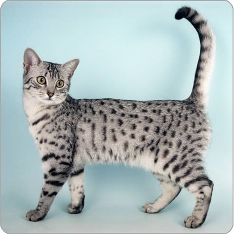 Egyptian Mau Singapura Cat, Ocicat, Egyptian Mau, Spotted Cat, Cat Tattoos, Cat Pose, Domestic Cat, Bengal Cat, Pet Owner