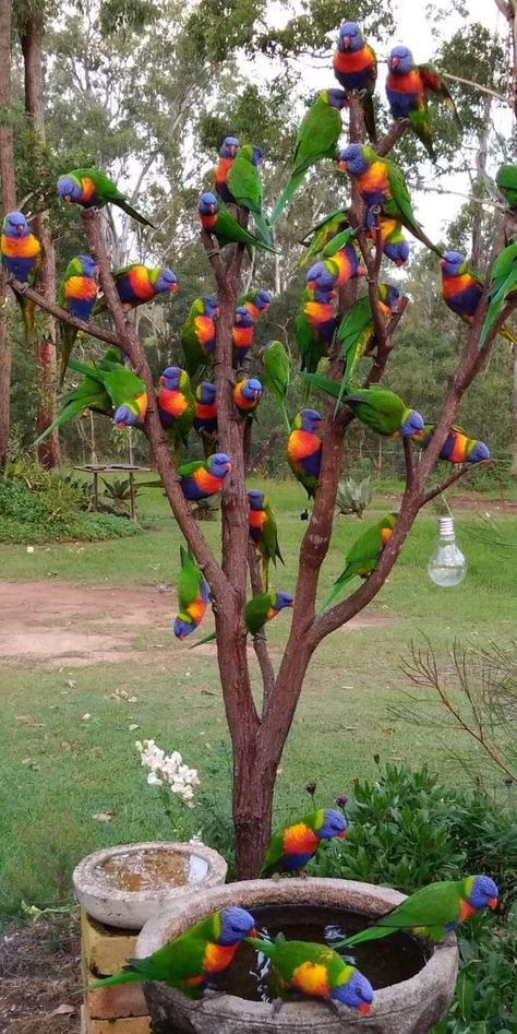 Most Beautiful Birds, Social Gathering, Colorful Birds, Best Funny Pictures, 귀여운 동물, Bird Feathers, Beautiful Birds, A Tree, Animals Beautiful