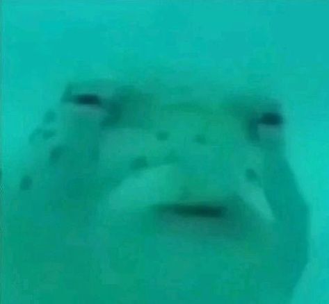 Silly Images, Silly Animals, Funny Profile Pictures, Fishing Humor, Funny Reaction Pictures, Cartoon Jokes, Meme Faces, Really Funny Pictures, Sea Animals