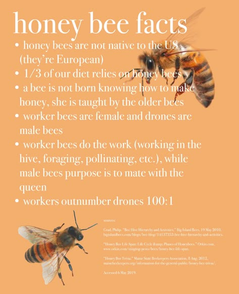 honey bee fun facts orange info graphic aesthetic Bee Keeping Aesthetic, Bumble Bee Aesthetic, Honey Bee Aesthetic, Honey Facts, Honey Bee Facts, Male Bee, Bee Life Cycle, Backyard Bee, Bee Friendly Garden