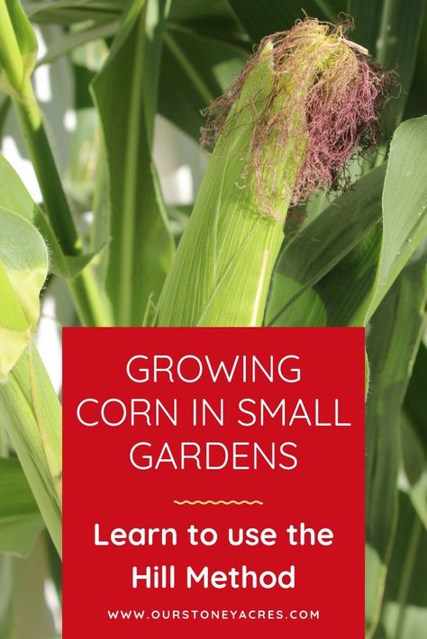 Learn how to grow corn in small backyard gardens using the Hilling Method.  This gardening trick will get you a good crop of corn in a small vegetable garden. #growingcorn #smallgardens Corn Growing, Grow Corn, Small Vegetable Garden, Spring Vegetable Garden, Corn Crop, Companion Planting Vegetables, Growing Corn, Backyard Gardens, Small Vegetable Gardens