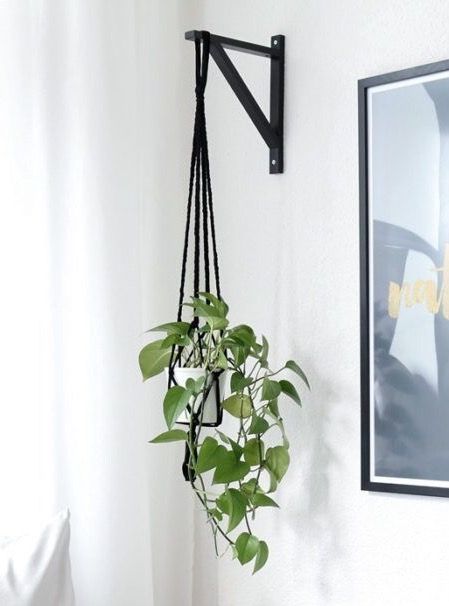 Hanging Plants From High Ceilings, Hanging Plants Tall Ceiling, Windows With Hanging Plants, Hanging Plants From Wall, Plants Over Bed, Wall Hanging Plants Indoor, Room Aesthetic Dark, Indoor Plant Trellis, Bohemian House Decor