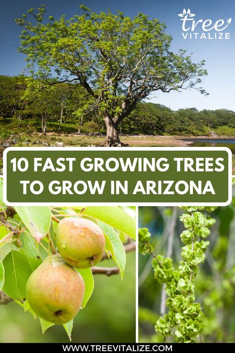 10 Fast Growing Trees to Grow in Arizona Arizona Curb Appeal, Arizona Garden Ideas, Phoenix Gardening, Arizona Farm, Arizona Homestead, Fastest Growing Trees, Chinese Elm Tree, Backyard Arizona, Arizona Ranch