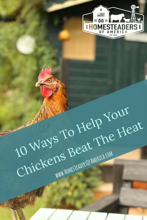 Heat Tolerant Chicken Breeds, Duck Keeping, Chicken Grit, Fox Eat, Raising Pigs, Types Of Chickens, Chicken Farming, Raising Backyard Chickens, Backyard Flocks